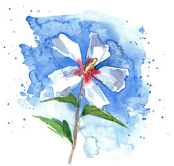 Rose of Sharon. Delicate watercolor painting of a white flower with a red center and green leaves on a blue abstract background, expressive floral art with light and freshness