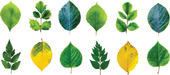 collection of green leaves