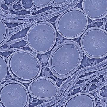 Scientific Visualization of Epidermal Barrier Function and Lipid Bilayer for Cosmetic Research