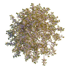 Prunus serrulata tree plan, top view, cutout, 4K PNG, isolate, Vibrant lilac blooming bush with lush green leaves isolated