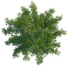 Obraz premium Quercus palustris tree plan, top view, cutout, 4K PNG, isolate, Lush green tree foliage with dense leaves on transparent background