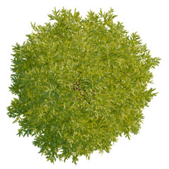 Taxodium distichum tree plan, top view, cutout, 4K PNG, isolate, Vibrant green bush with lush foliage on transparent background