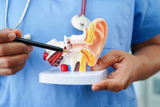 Asian doctor holding human ear model to learn and treat hearing loss in patient.