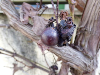 Dried Grape on Dormant Vine Close-up