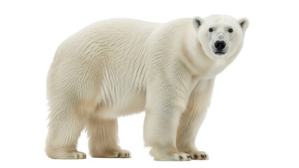 Isolated polar bear, majestic carnivore, endangered species, beautiful animal in nature