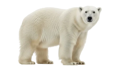 Fototapete Eisbär Isolated polar bear, majestic carnivore, endangered species, beautiful animal in nature  © Aline