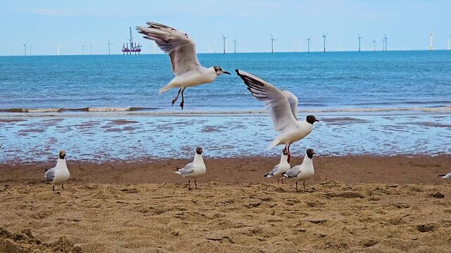 Group of seagulls gathering on sandy beach with offshore wind turbines visible on horizon. Coastal birds interacting near shoreline while renewable energy structures stand in distance. Flock of gulls
