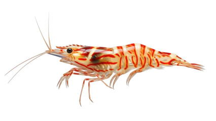 Isolated Peppermint Shrimp, Lysmata seticaudata, red and white stripes, clean aquatic invertebrate