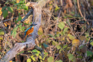 kingfisher on a tree