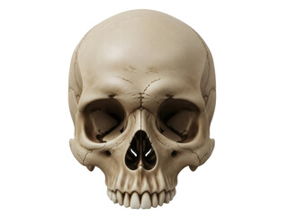 Obraz premium Isolated human skull, front view anatomical model to celebrate Halloween, dia de los muertos
