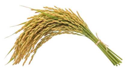 Isolated ear of rice, grains, harvest, sheaf, bundle, crop, cereal, agriculture, farmland © Aline