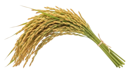 Isolated ear of rice, grains, harvest, sheaf, bundle, crop, cereal, agriculture, farmland