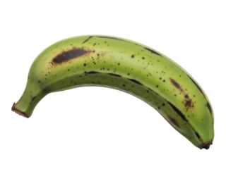 Isolated plantain close up still life for a healthy snack or vegetarian diet food choice