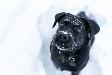 portrait of an interested Labrador puppy