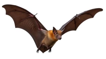 Isolated flying fox with its wings spread, a large fruit bat from the Pteropodidae family