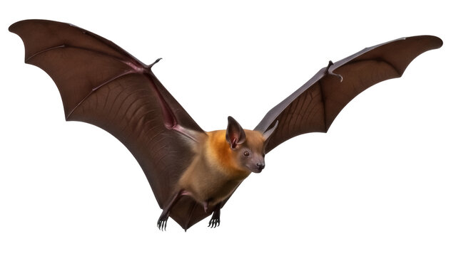 Isolated flying fox with its wings spread, a large fruit bat from the Pteropodidae family