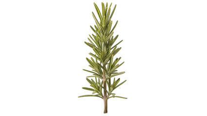 Isolated sprig of fresh rosemary with green needle-like leaves for culinary use, closeup