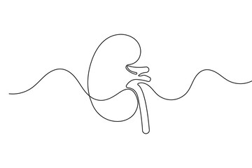 Obraz premium Human kidney organ continuous one line drawing and minimalist style isolated outline vector design