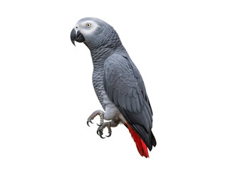 Isolated African Grey Parrot Perched, Bird with Red Tail Feathers and Grey Plumage, Standing Still
