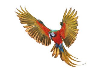 Colorful flying Harlequin Macaw parrot isolated on transparent background png file	
