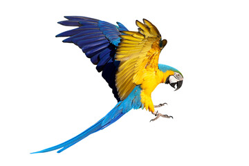 Colorful flying Blue and Gold Macaw parrot isolated on transparent background png file	