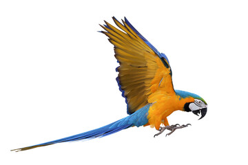 Colorful flying Blue and Gold Macaw parrot isolated on transparent background png file	