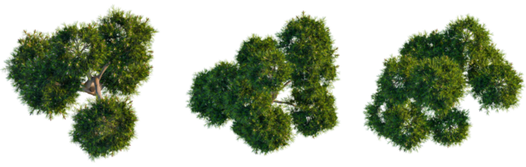 Pinus mugo tree plan, cutout, top view, isolate, 4K PNG, Three green trees with lush foliage on transparent background