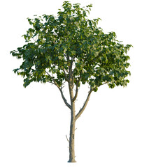 Catalpa speciosa tree, front view, cutout, 4K PNG, isolate, Lush green tree with dense foliage on transparent background