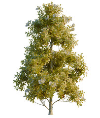 Obraz premium Magnolia grandiflora tree, front view, cutout, 4K PNG, isolate, Tree with lush green leaves on transparent background