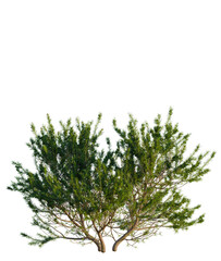 Fototapeta premium Pinus mugo tree, front view, cutout, 4K PNG, isolate, Beautiful green tree with lush foliage on transparent background