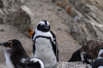 South african penguin standing on a beach. African penguin bird in its natural habitat at Boulders Beach. Wildlife and nature concept for safari.