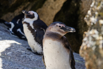 Obraz premium Two african penguins standing on rock at Boulders Beach in Simons Town, South Africa, showcasing wildlife and natural habitat for travel and nature