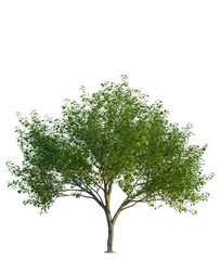 Obraz premium Quercus palustris tree, front view, cutout, 4K PNG, isolate, Lush green tree with dense foliage on transparent background