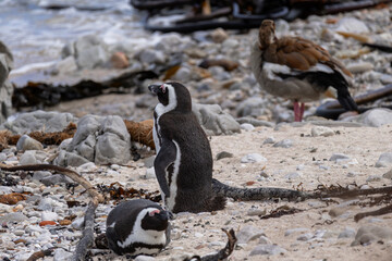 African penguin standing on sandy beach with another resting nearby and brown goose in background. Wildlife preserve at Boulders Bay, South Africa.