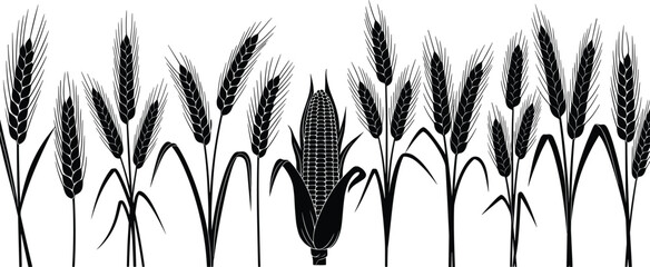 Set of black silhouette wheat stalks and a corn cob, representing agriculture, harvest season, farming, natural food, grain, healthy eating, and organic ingredients © Shilpi
