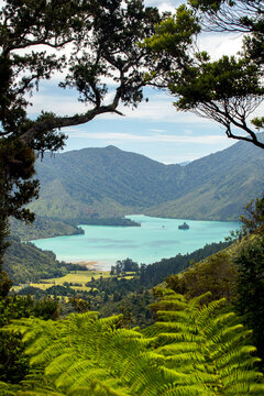 View of turquoise waters meet verdant hills under a serene sky, framed by vibrant fern fronds and trees in Nydia Bay, Marlborough Region, New Zealand.