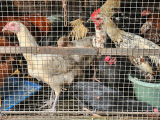 Live chickens kept in wire cage at traditional poultry market. Domestic chickens waiting for sale in rural livestock market. Live poultry farming scene inside metal cage enclosure © Joko