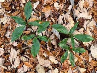 冬の林床で多く見かける、青々とした葉をもつアオキ。落