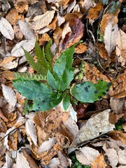 冬の林床で多く見かける、青々とした葉をもつアオキ。落