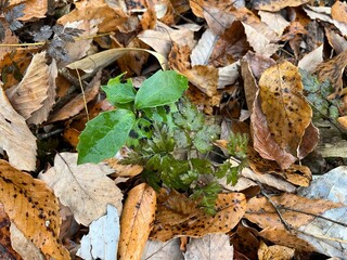 冬の林床で多く見かける、青々とした葉をもつアオキ。落