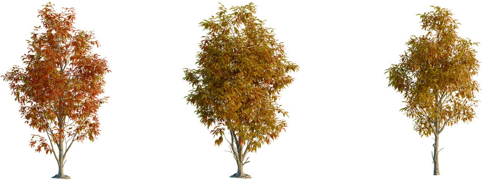 Carya ovata tree front, elevation view, cutout, isolate 4K PNG, Autumn trees with vibrant orange and yellow leaves isolated on transparent background