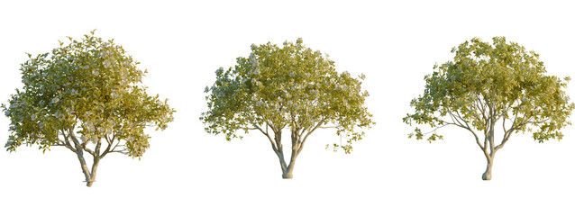 Magnolia grandiflora tree front, elevation view, cutout, isolate 4K PNG, Three green trees with lush foliage on transparent background for design © DH Tree Stock