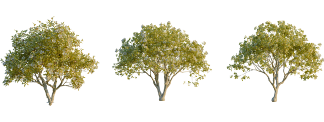 Magnolia grandiflora tree front, elevation view, cutout, isolate 4K PNG, Three green trees with lush foliage on transparent background for design