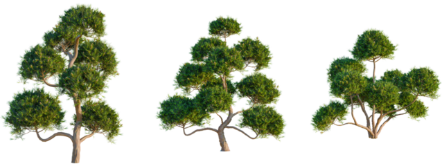 Pinus mugo tree front, elevation view, cutout, isolate 4K PNG, Three green trees with unique branch structures on transparent background