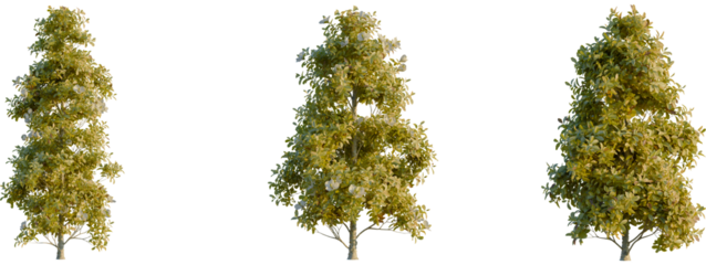 Magnolia grandiflora tree front, elevation view, cutout, isolate 4K PNG, Three green trees isolated on transparent background for design