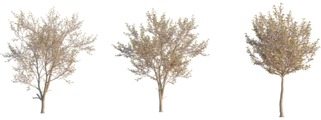 Prunus serrulata tree front, elevation view, cutout, isolate 4K PNG, Three trees with sparse leaves on transparent background for design