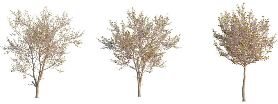 Prunus serrulata tree front, elevation view, cutout, isolate 4K PNG, Three trees with sparse leaves on transparent background for design