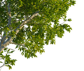 Carya ovata tree, corner view, cutout, isolate, Vibrant green tree branches with lush leaves on transparent background