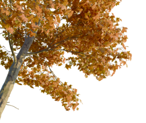 Catalpa speciosa tree, corner view, cutout, isolate, Vibrant autumn tree with orange leaves on transparent background