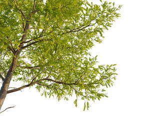 Fatsia japonica tree, corner view, cutout, isolate, Tree with vibrant green leaves on transparent background